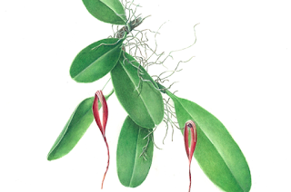 anggrek iriana