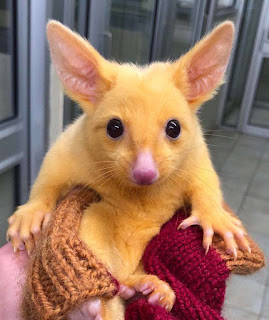 Hewan Pokemon Pikachu dari australia