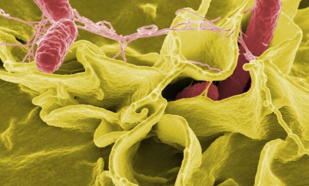 Bakteri salmonella