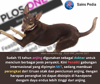 Anjing kedokteran