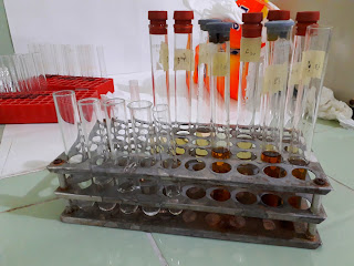 uji kuantitatif protein