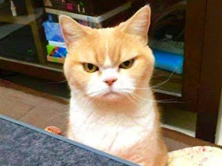 Alasan kucing malas