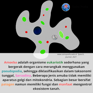 Tentang Amoeba