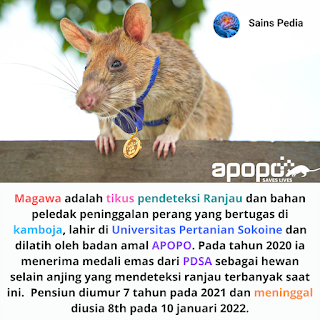 Tikus pendeteksi ranjau