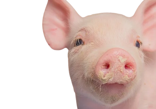 Emosi babi