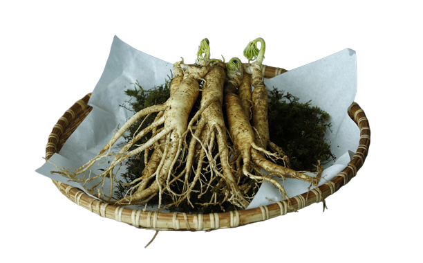 manfaat ginseng untuk pria dan wanita