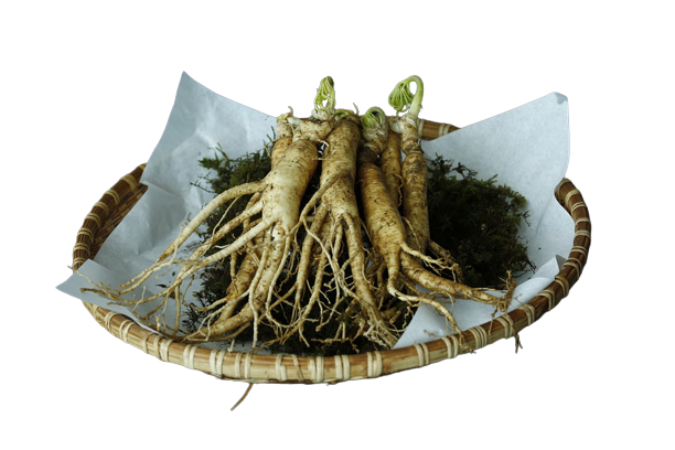 manfaat ginseng untuk pria dan wanita