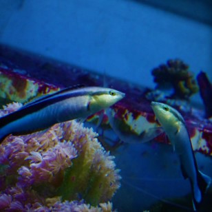 Ikan menganl foto mereka sendiri
